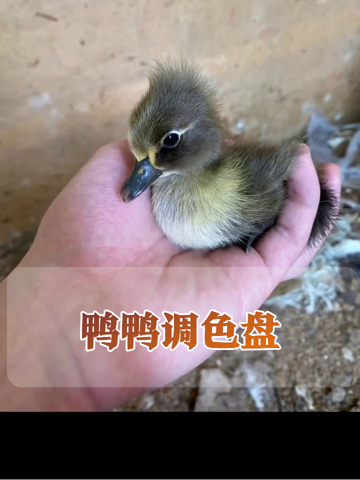 小鸭子开了调色盘？棕黄黑挤一团，最后集体躺平萌化了