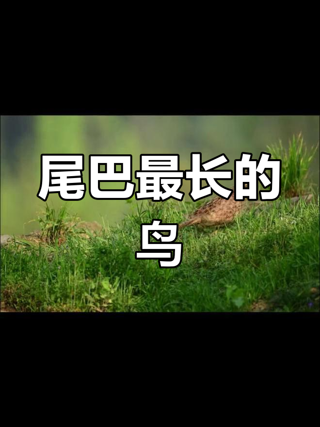 白冠长尾雉:世界上最长的野鸡