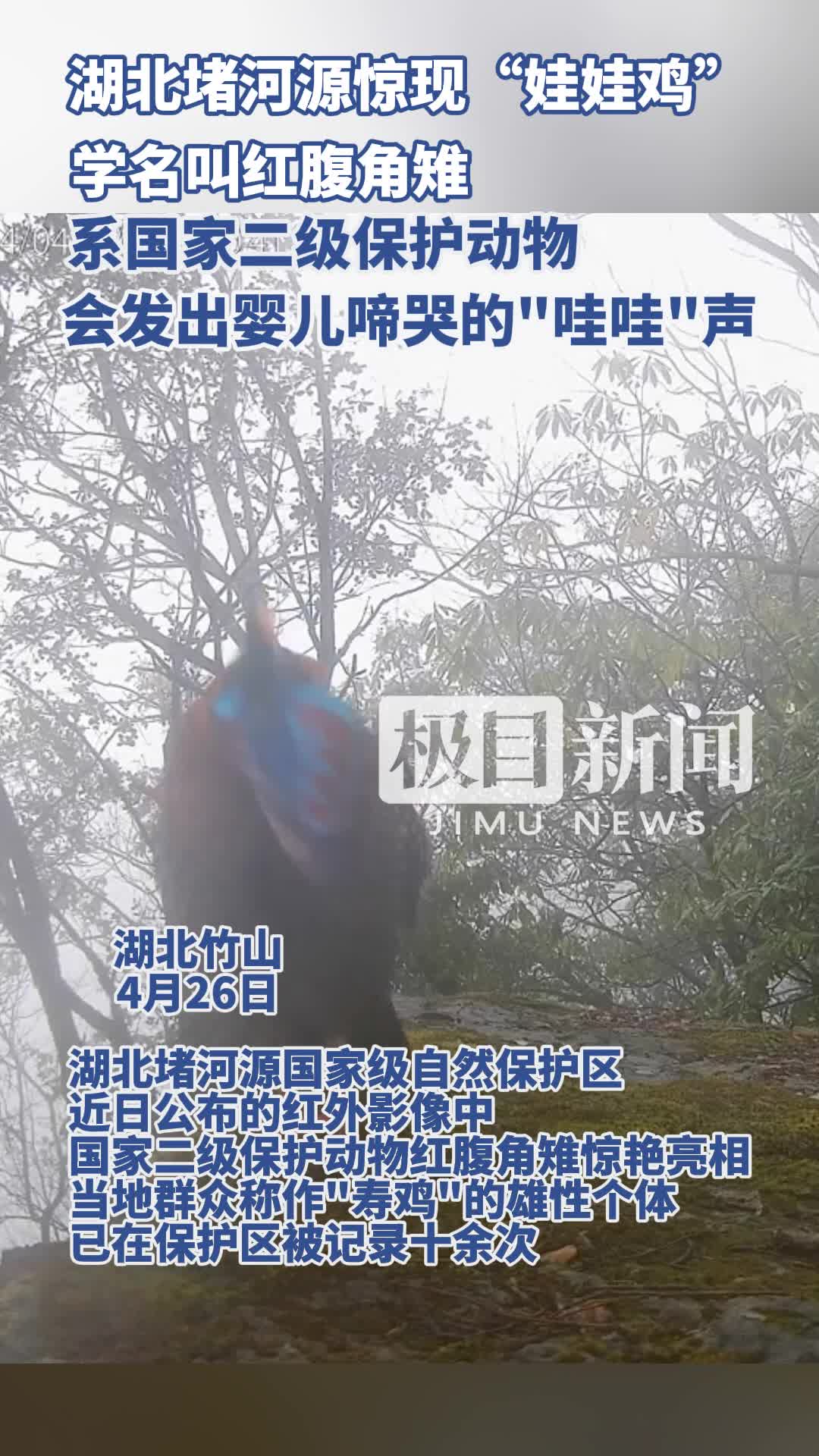 「视频」湖北度河源惊现“娃娃鸡”.mp4