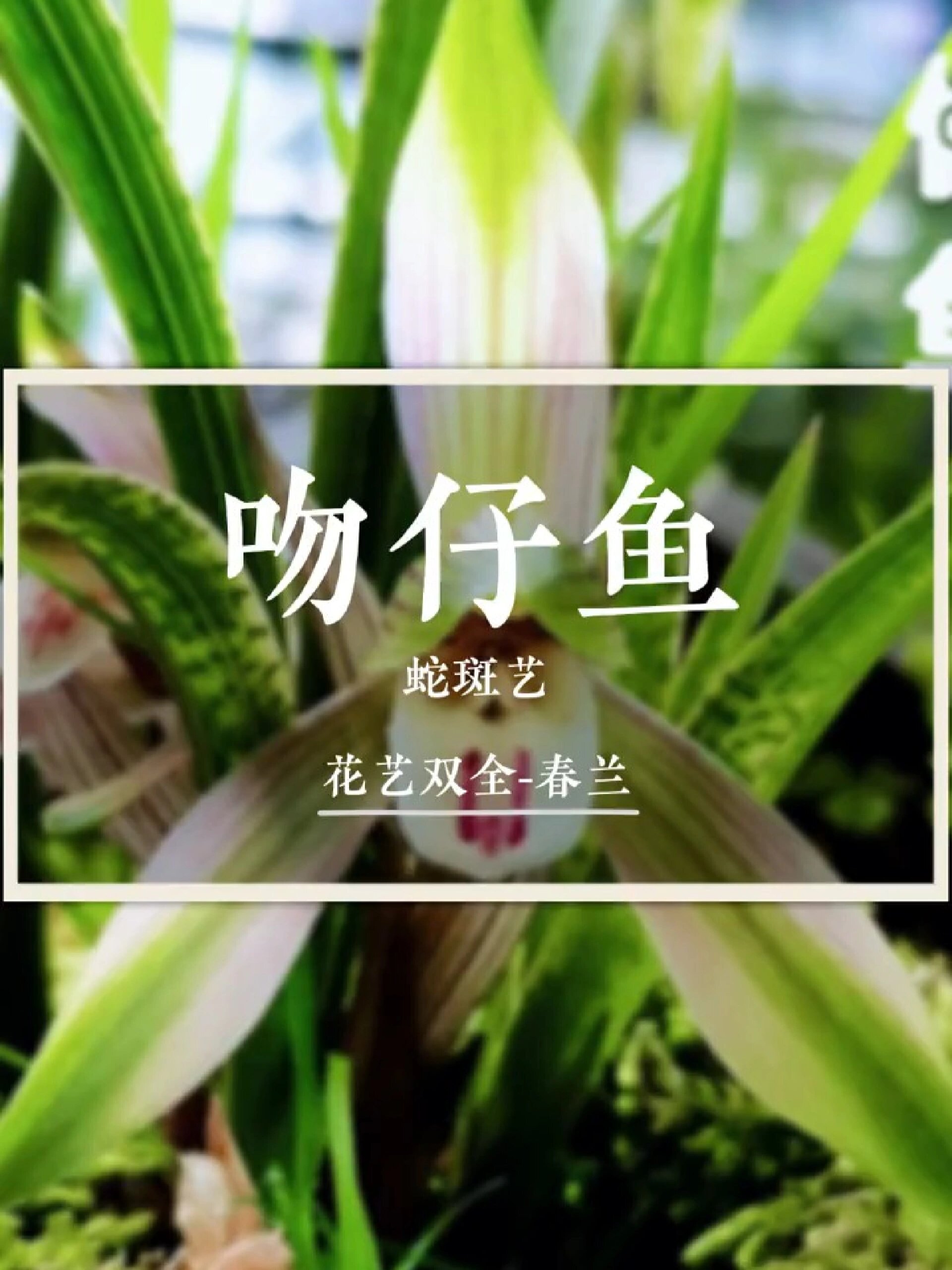 春兰吻仔鱼,蛇斑艺,赏花又赏艺