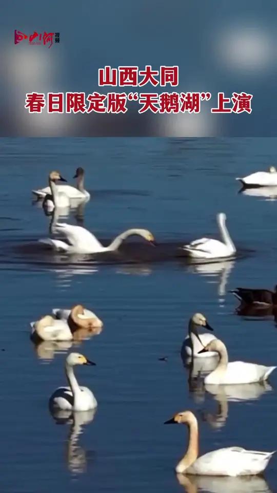 山西大同春日限定版“天鹅湖”上演
