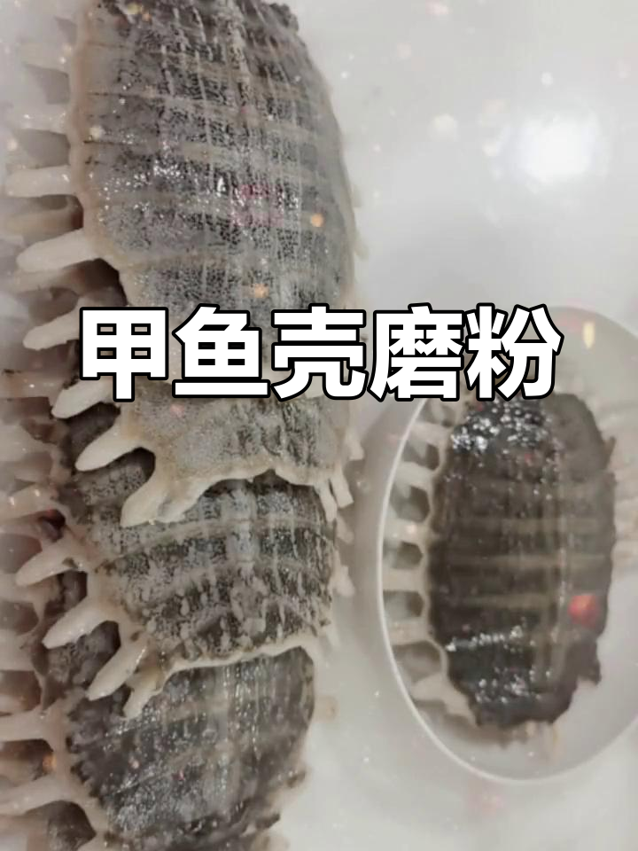 甲鱼壳粉的神奇功效