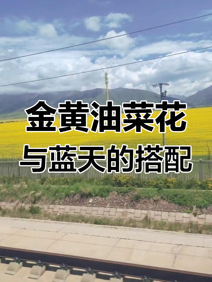 青海门源油菜花海,蓝天下的美丽奇观