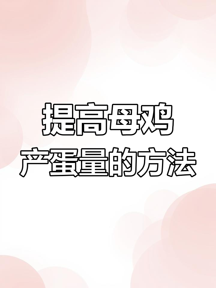 母鸡不下蛋?试试这招修复输卵管,提高产蛋量