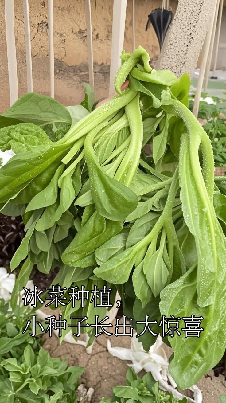 冰菜种植,小种子长出大惊喜