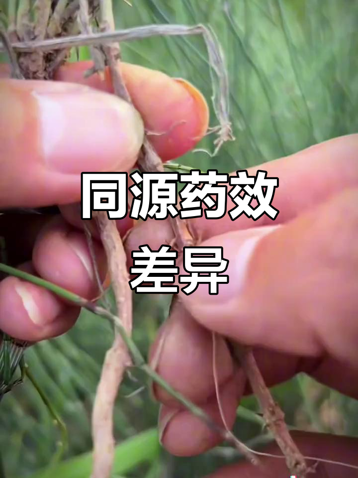 麻黄与根功效迥异,同源药材各有独特作用