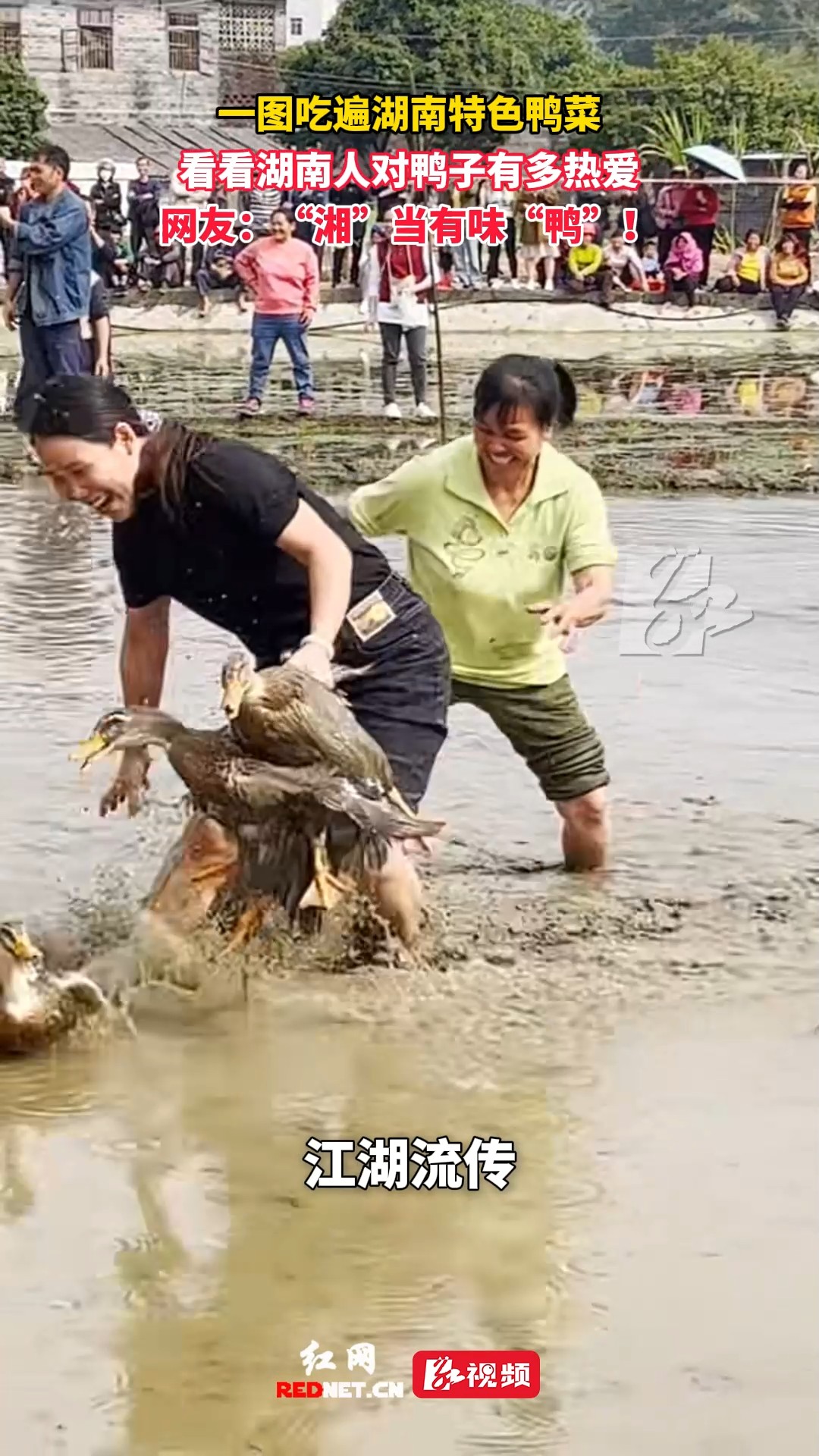 一图吃遍湖南特色鸭菜 看看湖南人对鸭子有多热爱