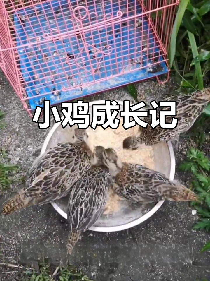 野鸡崽第43天，速度惊人！