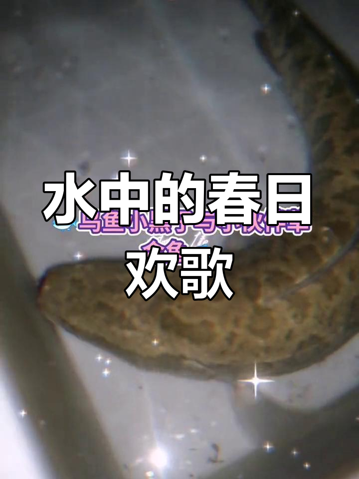 春天来临,小黑与草金鱼在水中嬉戏,生机勃勃