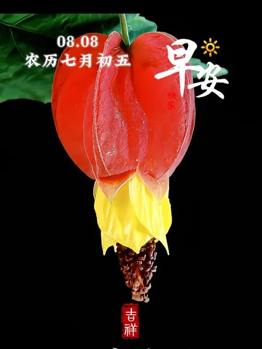 每日祝福|悬灯结彩,喜气洋洋。八月八日,愿你开门见喜,鸿运当头。早安!