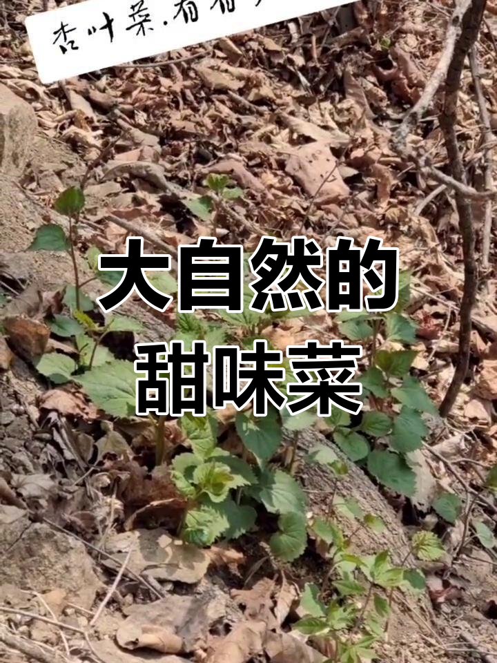 杏叶菜的独特魅力