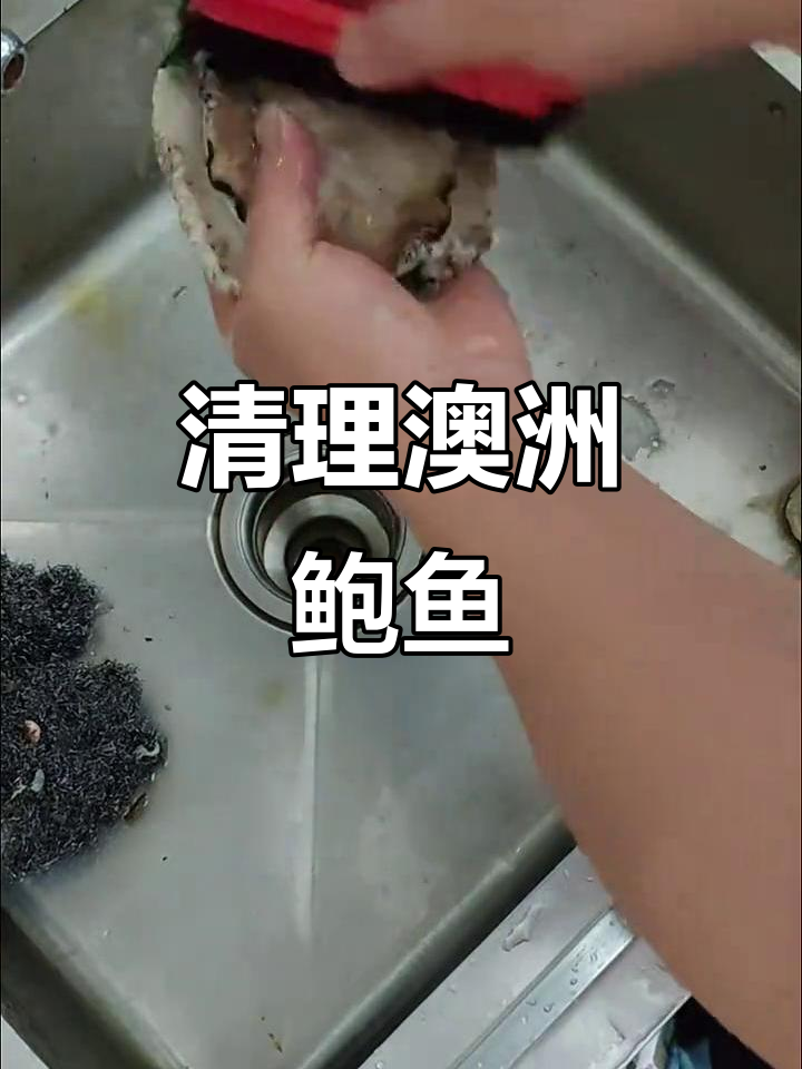 澳洲鲍鱼清理全过程,简单又有趣