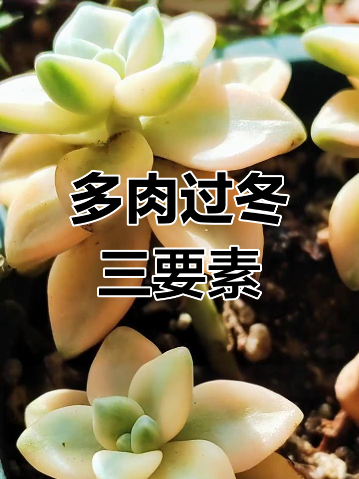 冬季多肉美杏锦养护技巧,保持健康状态