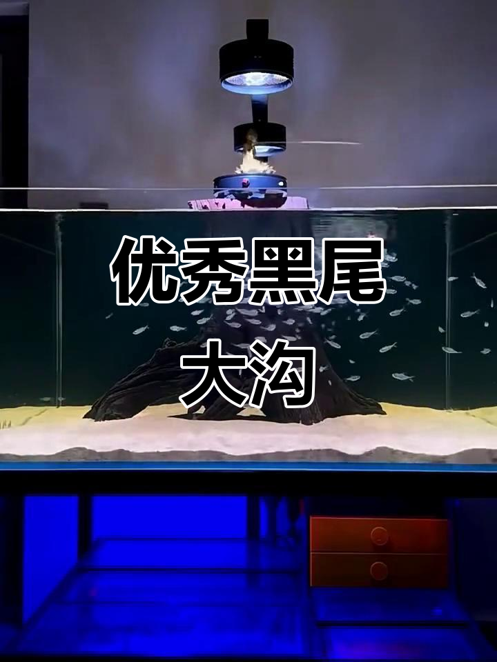 黑尾大勾:群游灯鱼之王,耐养易混