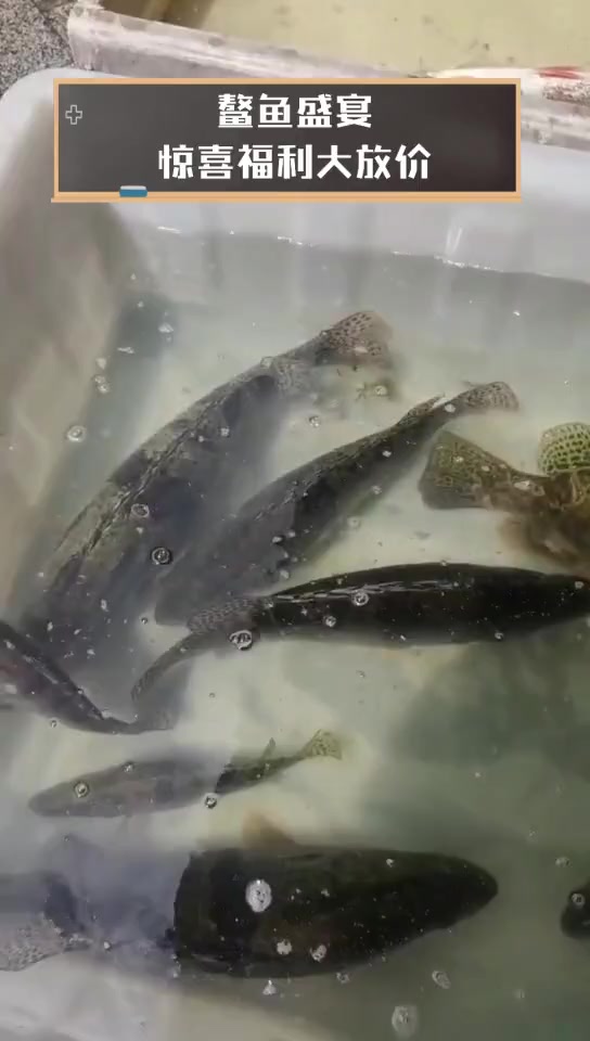 鳌鱼盛宴,惊喜福利大放价