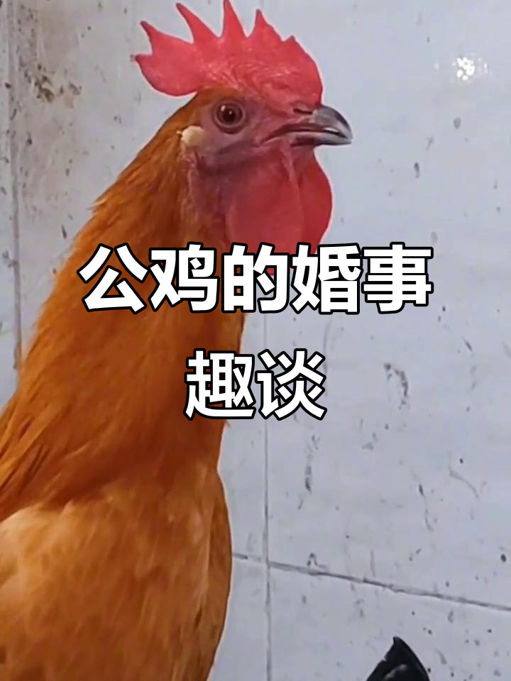 网红公鸡搞笑对话，未来老公到底在哪？