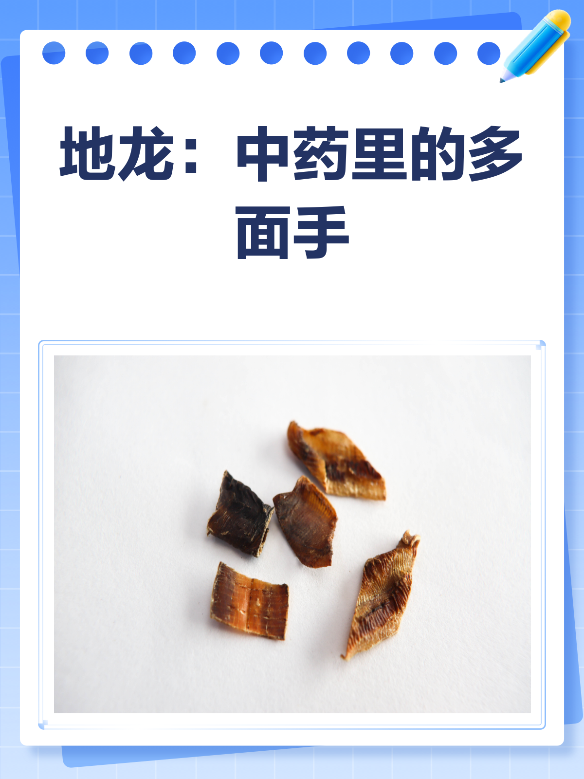 地龙不只是蚯蚓！揭秘它的神奇药用价值