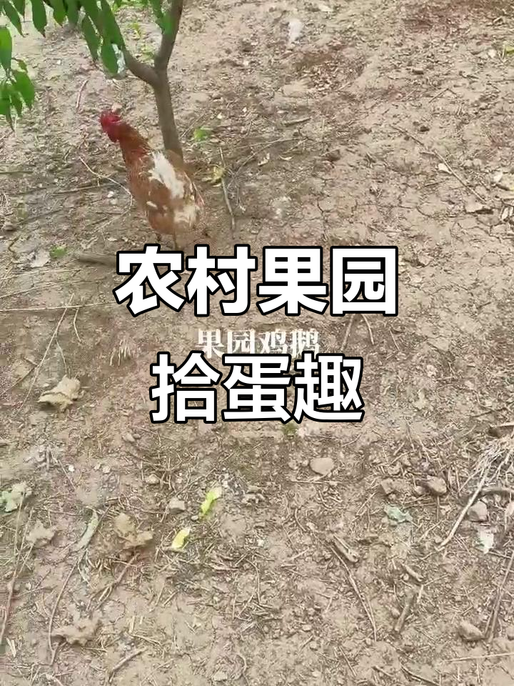果园散养土鸡的日常,捡鸡蛋的乐趣与挑战