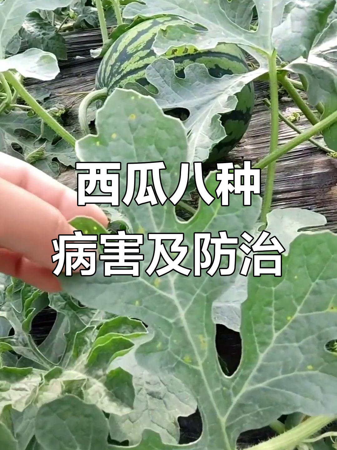西瓜八大常见病害,防治方法全揭秘