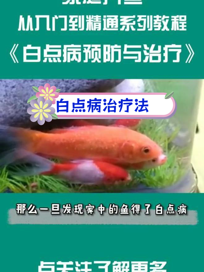 鱼得白点病怎么办?治疗方法全解析