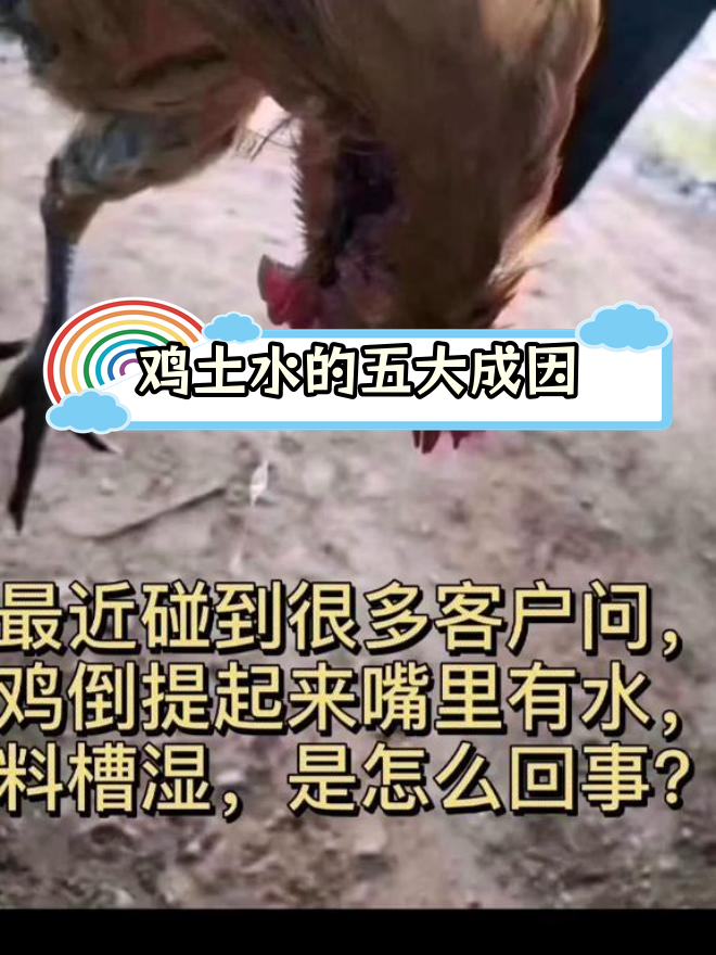 鸡吐水不一定是新城疫,背后原因解析