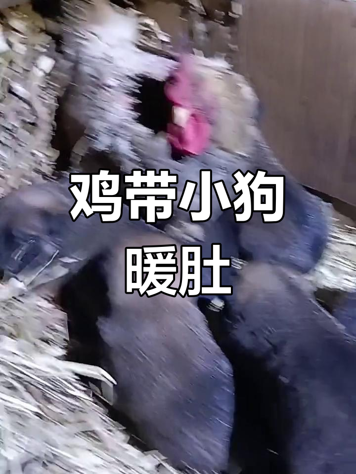 鸡狗和谐共处,互相取暖的温馨画面