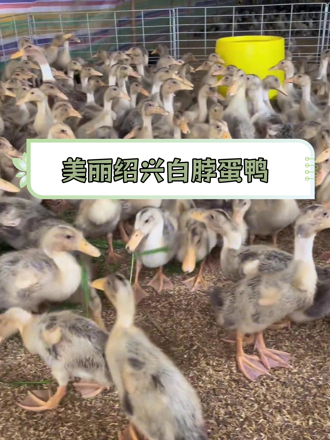 绍兴麻鸭炖汤,蛋质鲜美