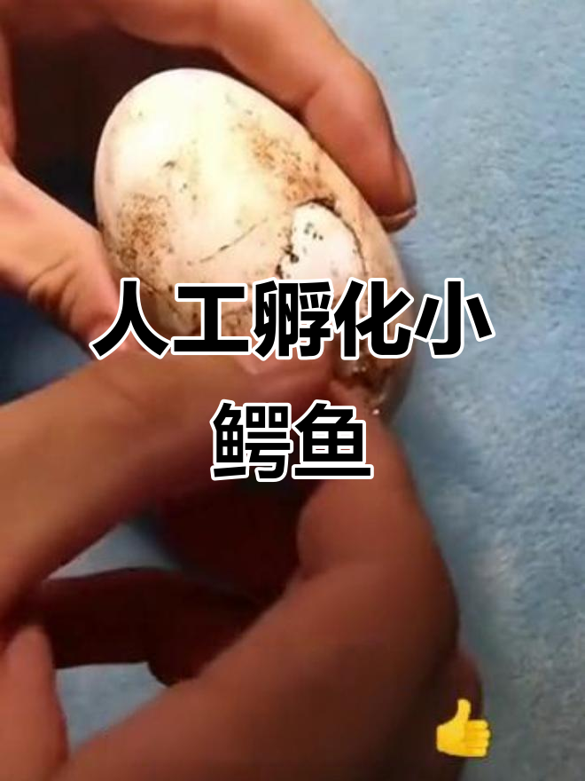 小鳄鱼破壳,人工接生过程惊心动魄