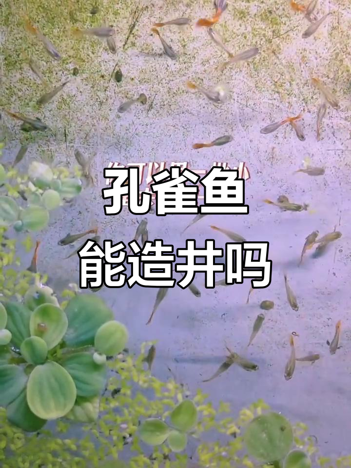 孔雀鱼不一定要裸缸养,试试这种环境更合适