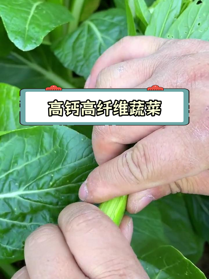 绿菜心:营养丰富,简单种植