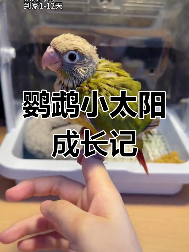 小太阳肉桂的成长日记:从手养到亲密无间