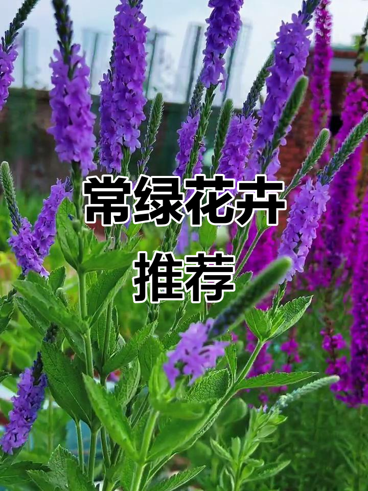 沈阳花园中的常绿花卉:美女樱与千屈菜,花期长又耐寒
