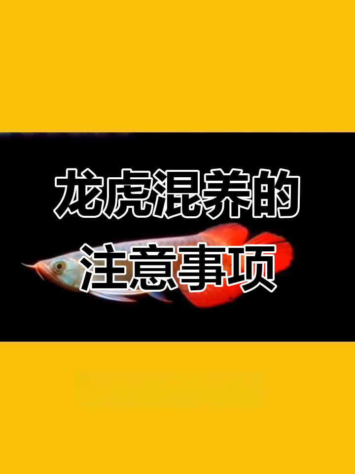龙鱼与虎鱼的混养技巧：水质、喂食全攻略