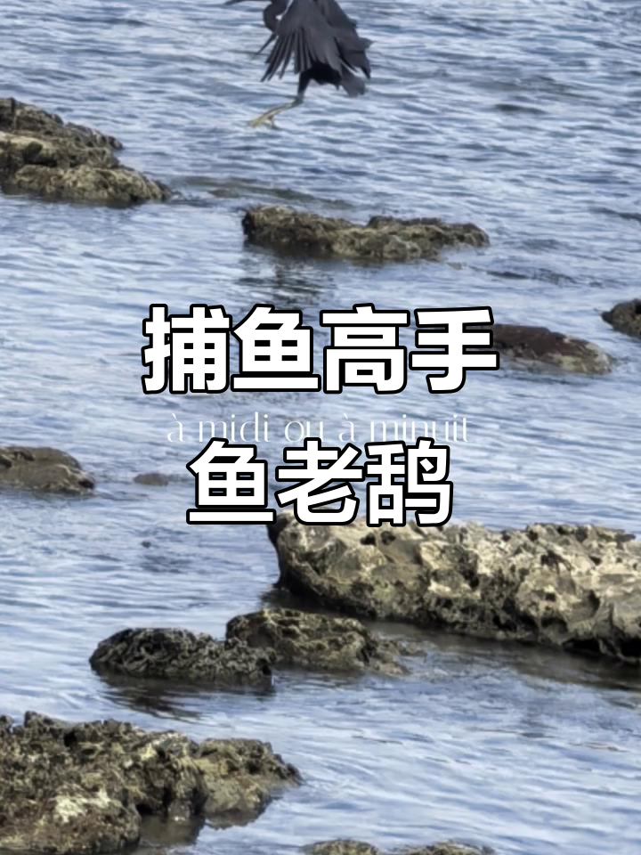 捕鱼达人“鱼老鸹”的传奇故事