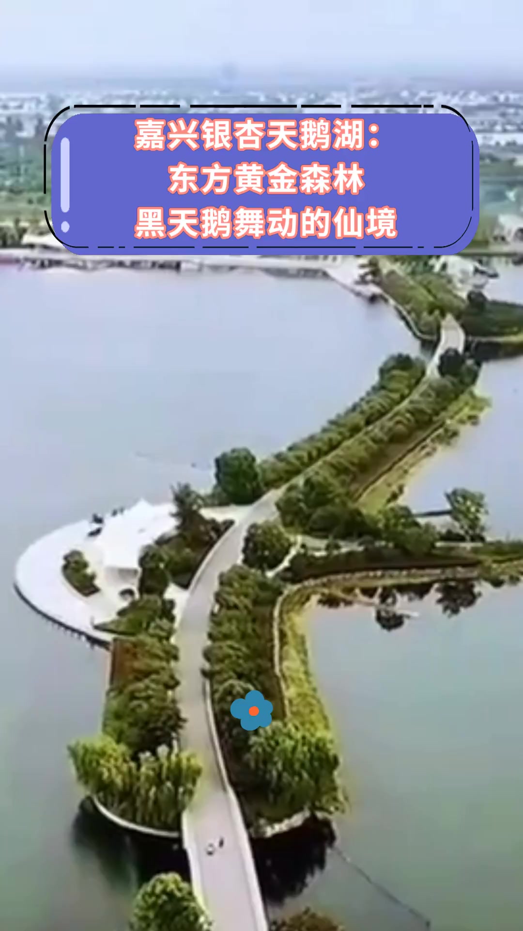 嘉兴银杏天鹅湖:东方黄金森林,黑天鹅舞动的仙境