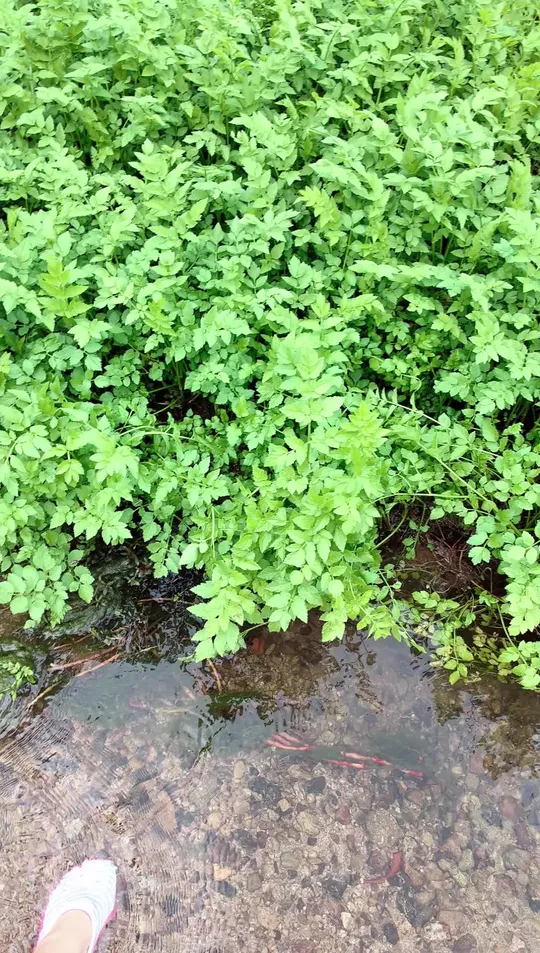 河里一大片野芹菜能吃吗？