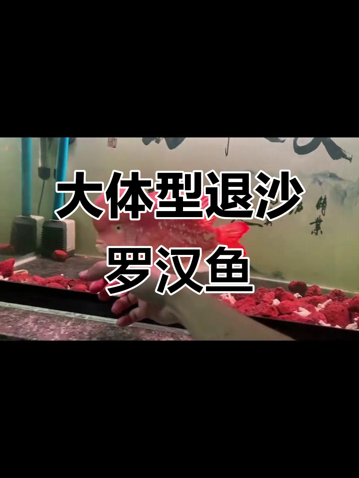 三年成长的退沙古典罗汉鱼,身长已超四十公分!