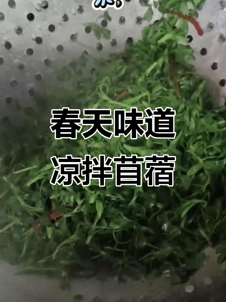 春季清爽凉拌苜蓿,简单又美味