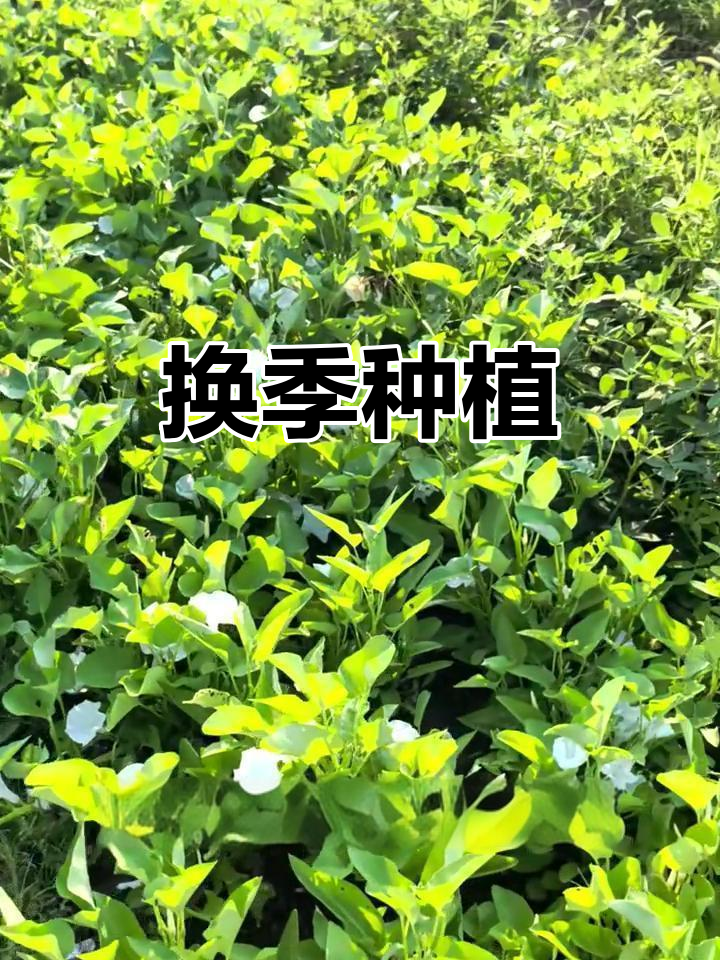 空心菜老了,拔掉翻地种新蔬菜
