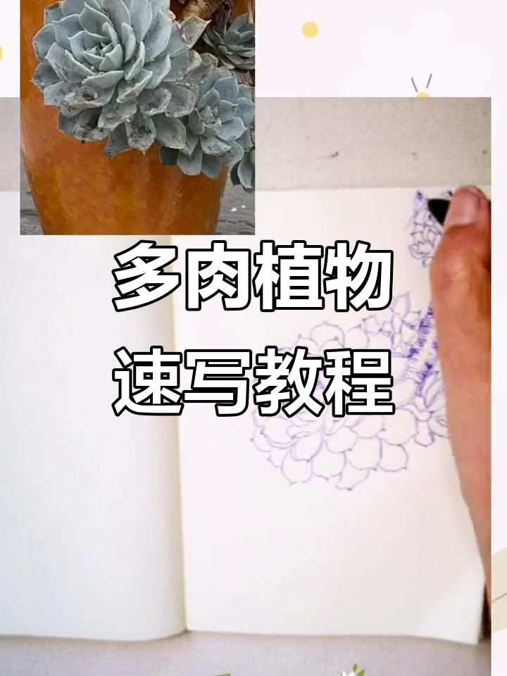 零基础学画多肉植物,掌握速写技巧