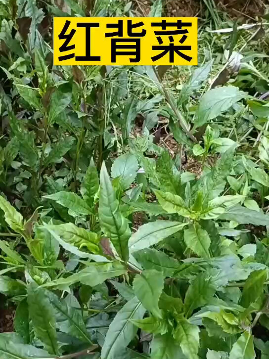 红背菜的功能和作用