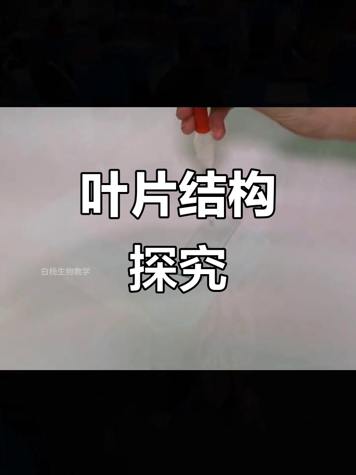 探索叶片结构,制作横切面切片,你有什么想法?