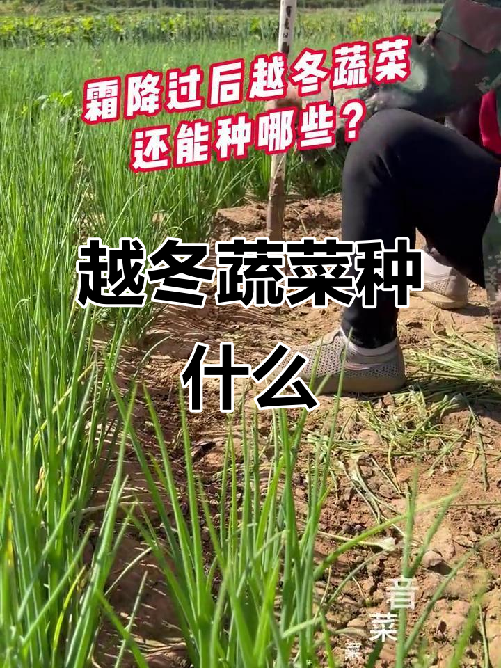 冬季蔬菜种植指南,菠菜、小葱等必备品种推荐
