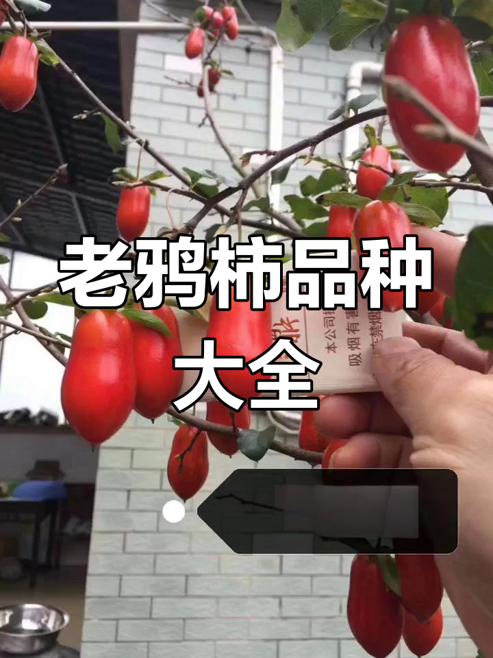 老鸦柿品种全解析,带你了解不同类型