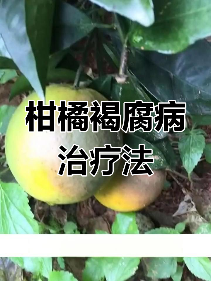 柑橘褐腐病高效防治方案