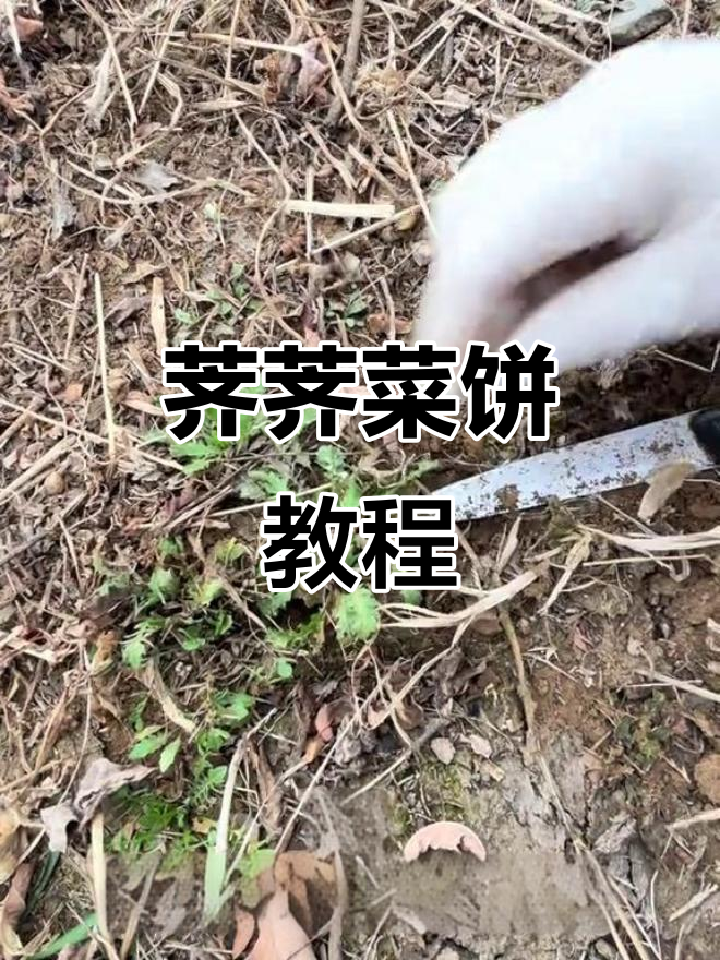 春天野菜大丰收,荠荠菜饼做法全揭秘