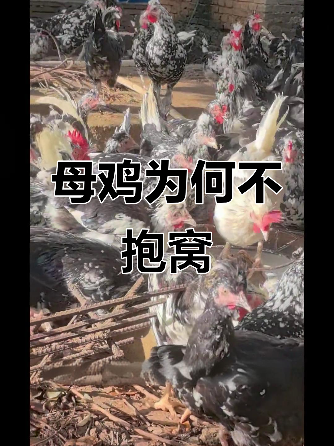 为什么有些母鸡会抱窝,而有的不会?揭秘原因与选育过程