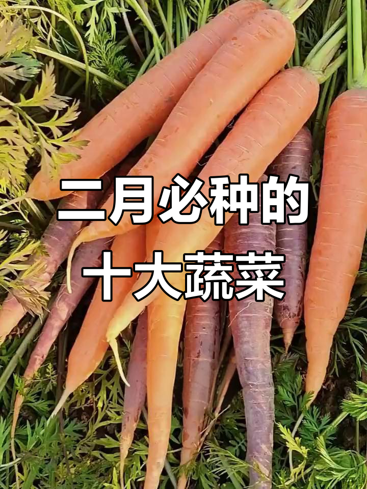 二月种植的十种蔬菜,生菜土豆油麦菜都在其中