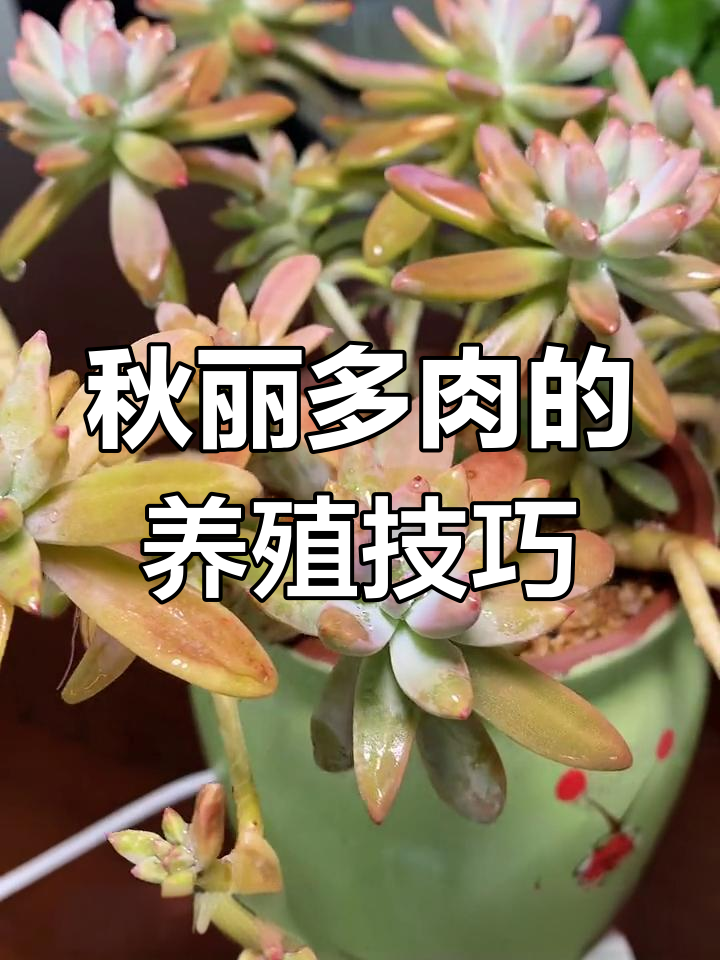 秋丽多肉养护全攻略
