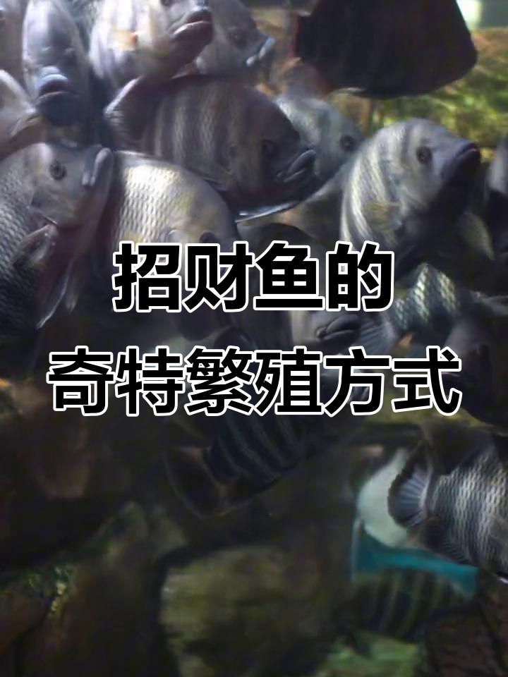 招财鱼:古代战船与水中泡泡龙的奇妙故事